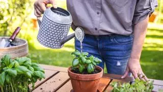 Este es el secreto para mantener vivas tus plantas este verano