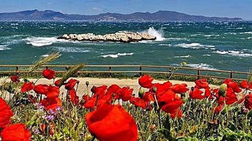 Roselles sacsejades per la tramuntana a l&#039;Escala