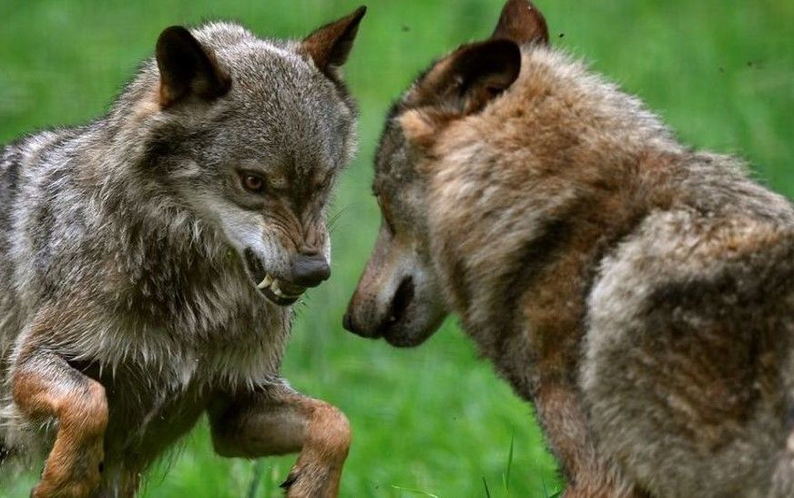 Una pareja de lobos peleándose en la Casa del Lobo