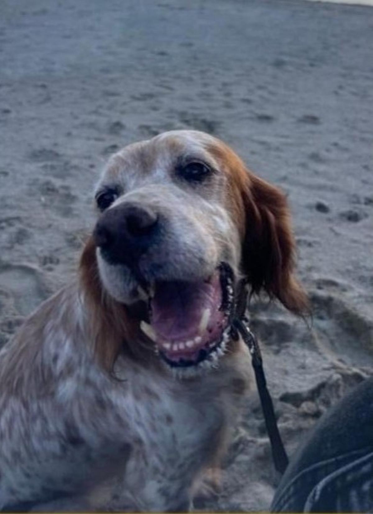 Chispa leva colar co seu nome e número de contacto.