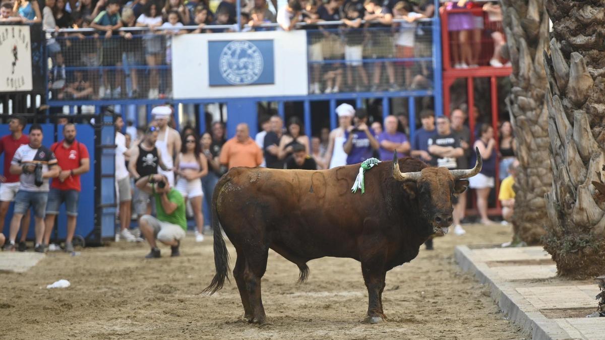 BOUS AL CARRER CASTELLÓN | Las 13 peticiones de las peñas para «mejorar» el decreto de los ‘bous al carrer’: de la formación para mejores a la inspección de cadafales