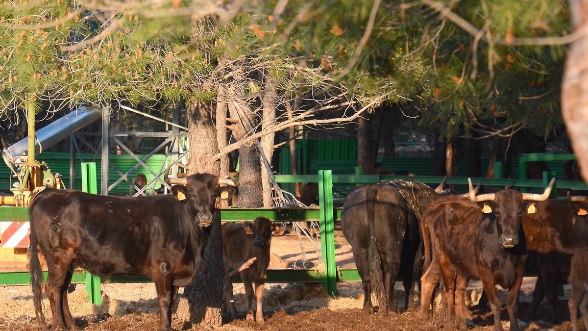 Naturaleza y plenitud: así viven los toros de la ganadería de Daniel Ramos