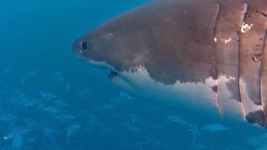 Potencial vigués contra los tiburones en Australia