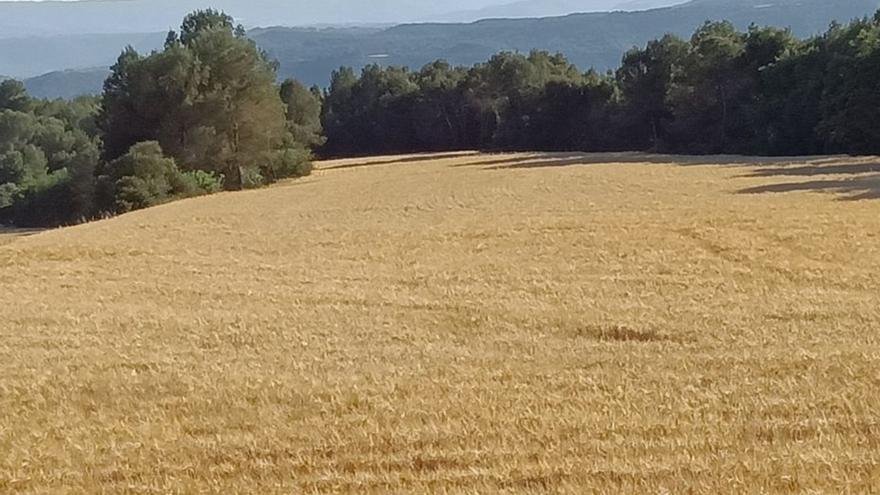 Unió de Pagesos quantifica en 180 milions d’euros les pèrdues del cereal d’hivern
