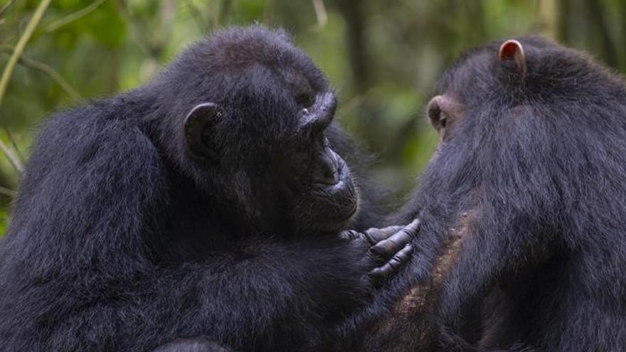 Los chimpancés utilizan plantas medicinales para socorrer a sus compañeros heridos
