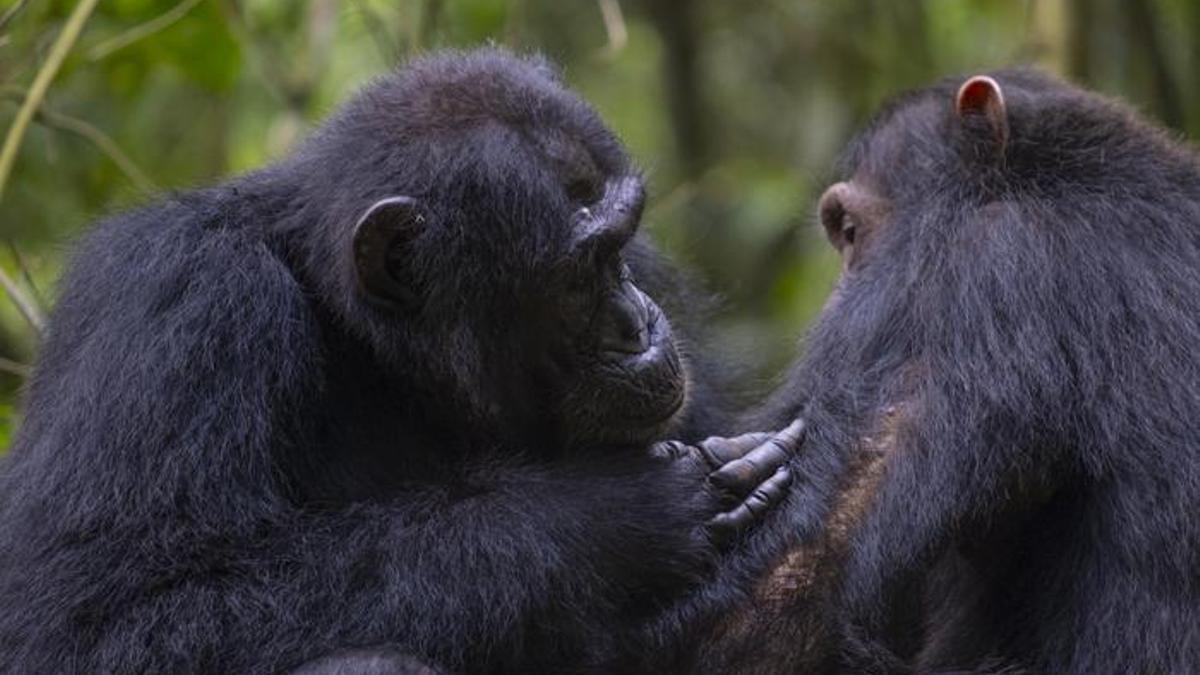 Un chimpancé cura las heridas de un compañero utilizando plantas medicinales.