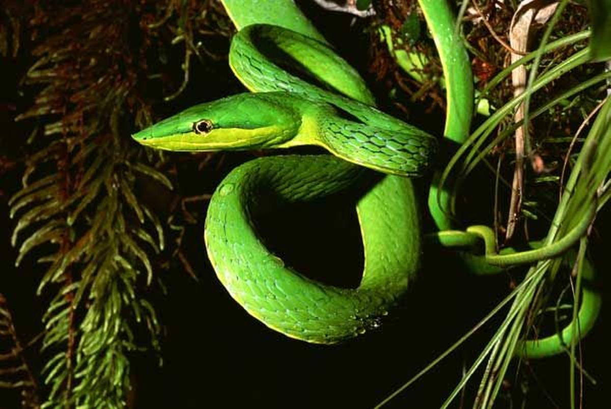 Serpiente verde de la vid, en Belice.