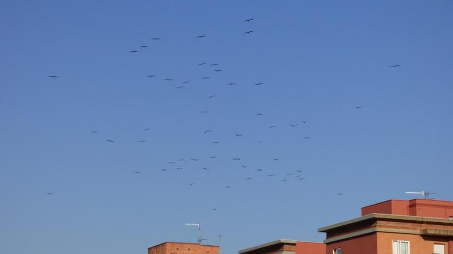Una seixantena de cigonyes sobrevolen Figueres
