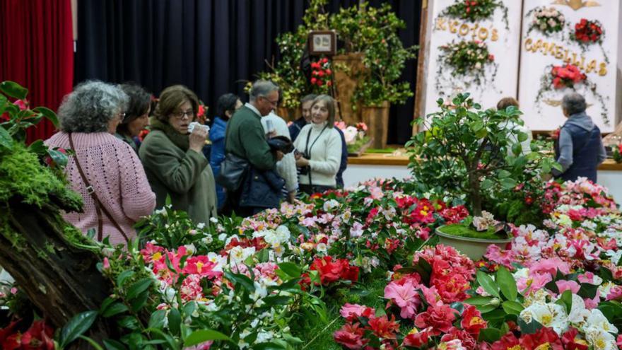 La pasada exposición de la camelia de Rubiáns. |  Iñaki Abella