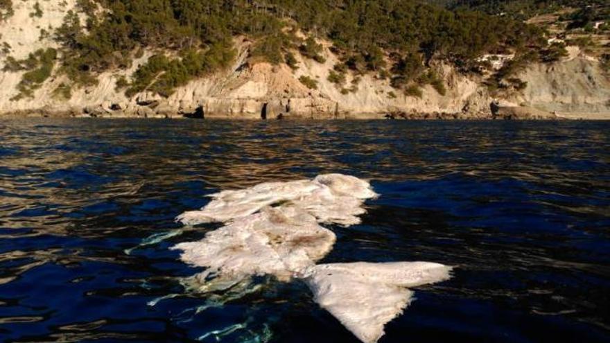 Kaum mehr als Meeressäuger zu erkennen: Die im Wasser treibenden Reste des Tiers.