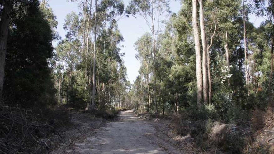 Pista forestal en la que dos ciclistas encontraron el vehículo con un cadáver en su interior. // S. Álvarez