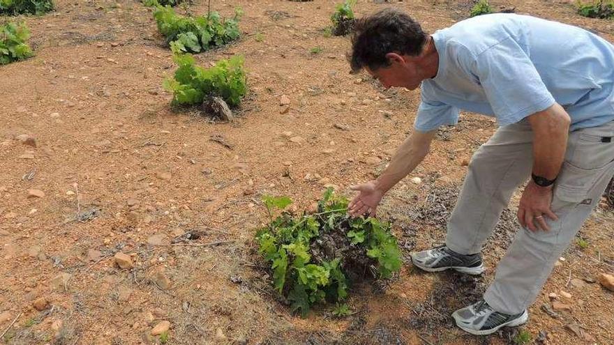 Jesús Fuentes, alcalde de San Pedro de Ceque, observa los daños ocasionados en un viñedo.