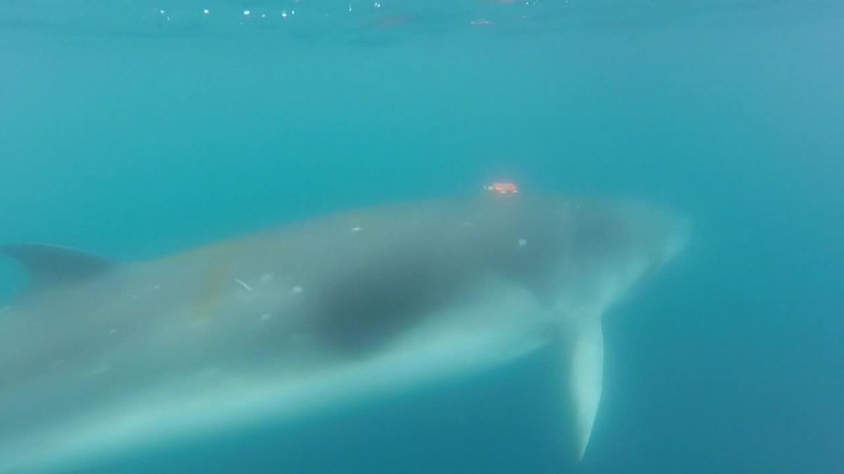 Una diminuta càmera col·locada per primera vegada al cos d’una balena esmunyedissa poc estudiada mostra com s’alimenta.