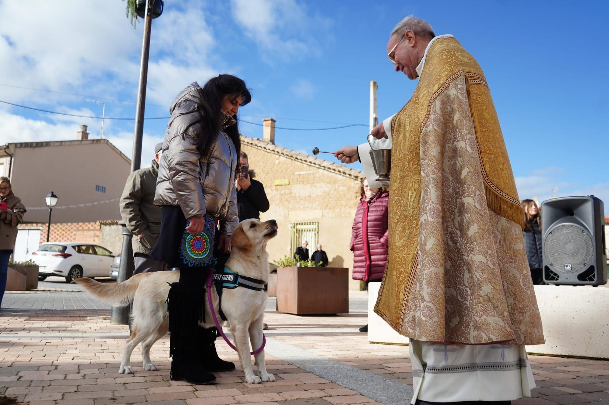 GALERÍA | Así celebran San Antón en Monfarracinos: quintas, animales y bendiciones