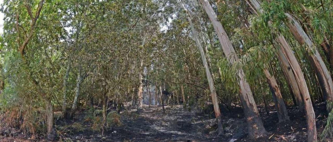 El monte, al día siguiente del incendio forestal entre Sixto y Parada. // Gonzalo Núñez