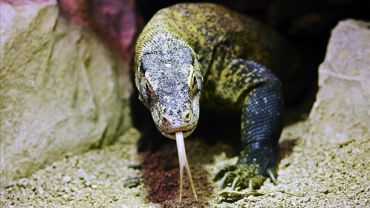 Un ejemplar hembra de dragón de Komodo en el Zoo de Barcelona.