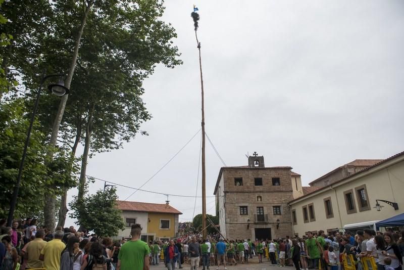 Celoriu planta su hoguera