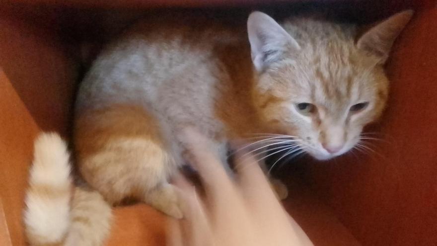Se busca a los dueños de un pequeño gato desorientado en en Villaralbo