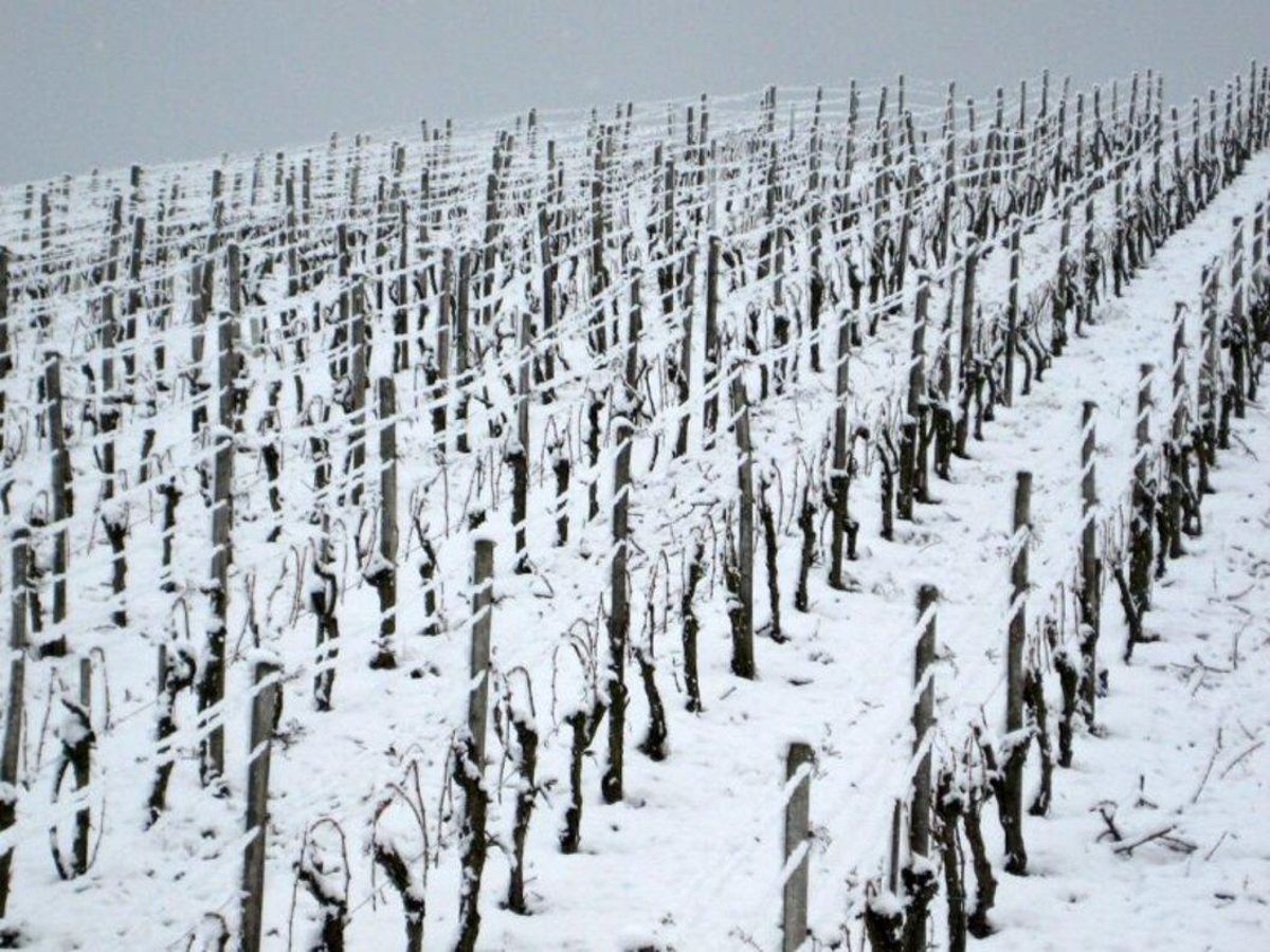 Alemania se queda sin vino de hielo por la crisis climática