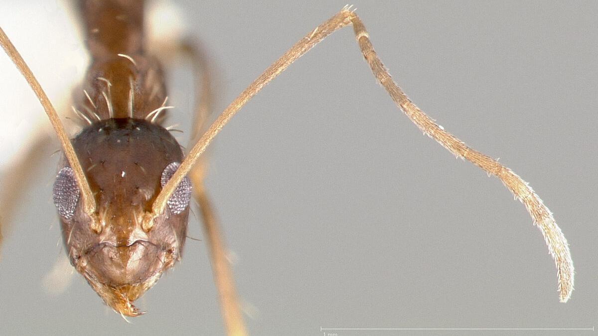 La ‘hormiga loca’: llega otra especie invasora a España