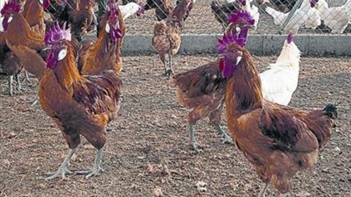 Pollos de pata azul en una granja en El Prat del Llobregat.