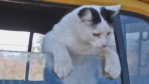 Un gato escapa por la ventanilla de un coche.