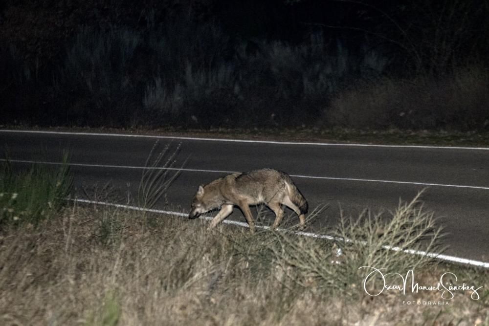 Los lobos se pasean por el asfalto en Sanabria