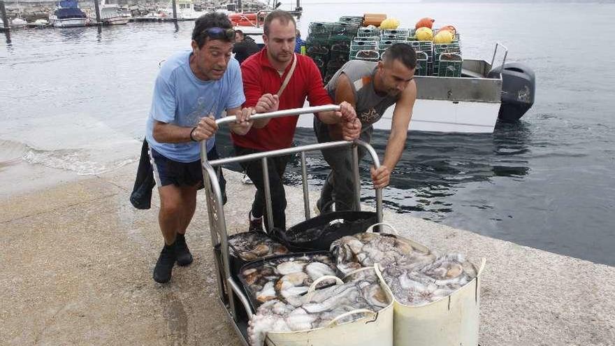 Descarga de pulpo en el puerto de Bueu. // Santos Álvarez