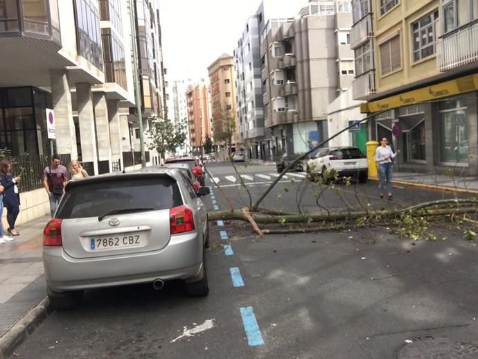 Un árbol cae en mitad de la calzada de la calle Cayetano de Lugo