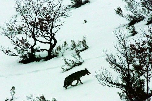 El lobo ibérico