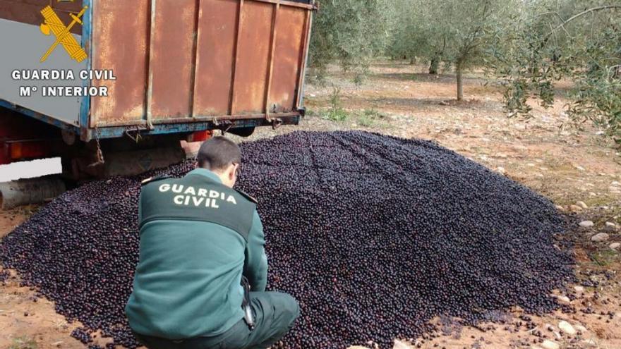 La Guardia Civil logra reducir en un 21% los robos de aceituna