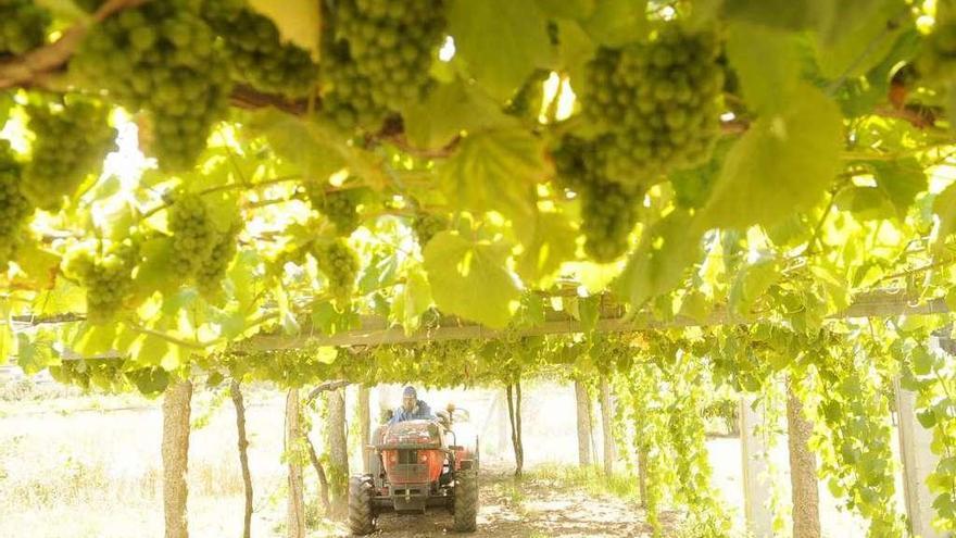 Un viticultor circula por debajo de unos viñedos.