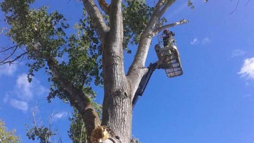 Operarios municipales trabajando en la poda a gran altura.