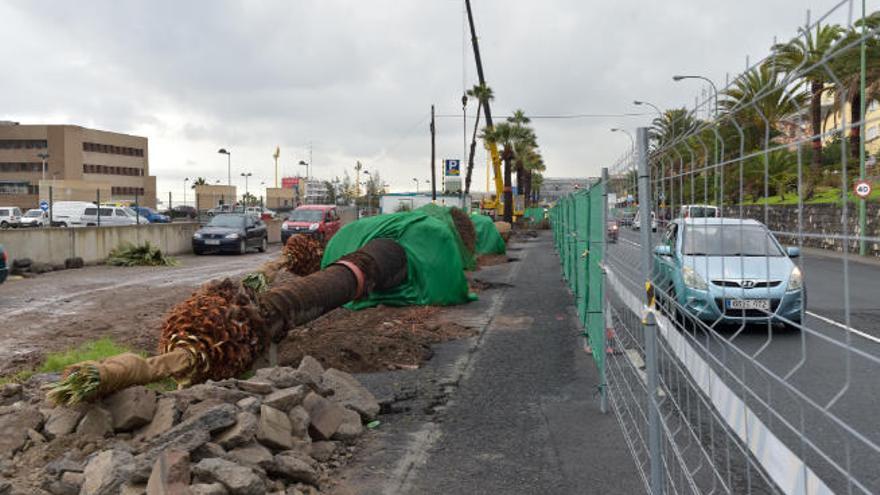 La MetroGuagua obliga a trasladar 70 árboles en Blas Cabrera Felipe