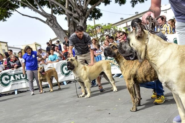 Celebración del I Certamen Nacional de perro ...