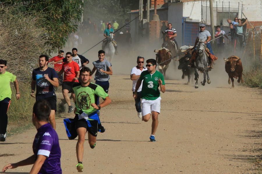 Encierro taurino en San Miguel de la Ribera