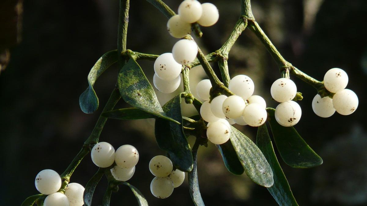 Ramitas de muérdago en un árbol