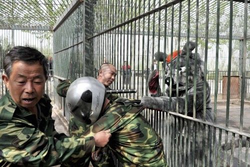 Personal del zoo de Taiyuan realiza ejercicios de prevención ante ataques de animales