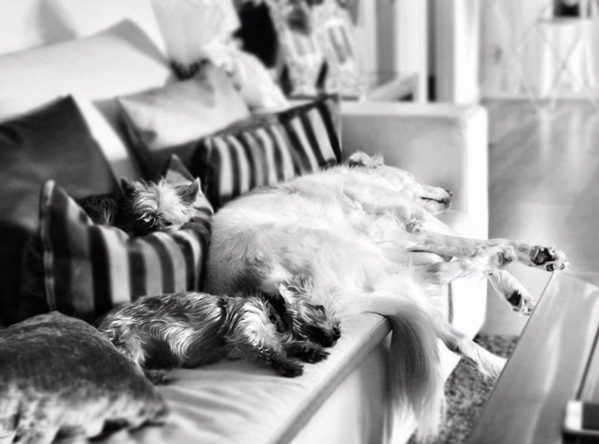 Malú presumía de familia perruna en sus redes sociales
