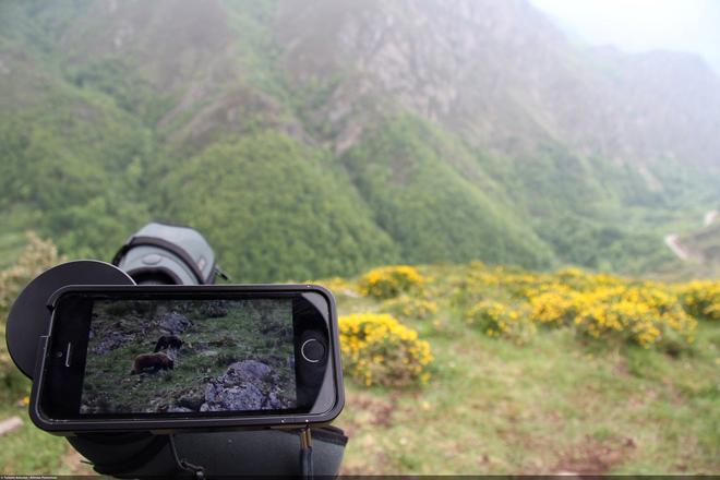 Observación del oso pardo en Somiedo (Asturias)