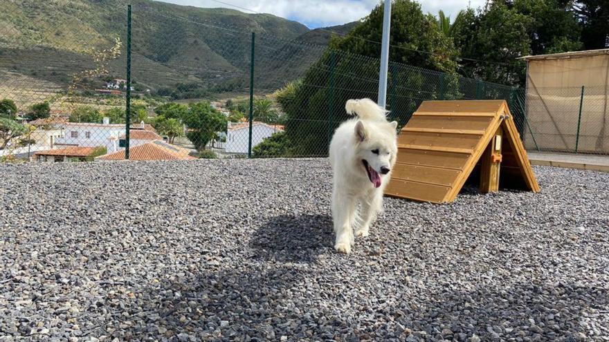 Tegueste abre las puertas de su primer parque destinado a perros