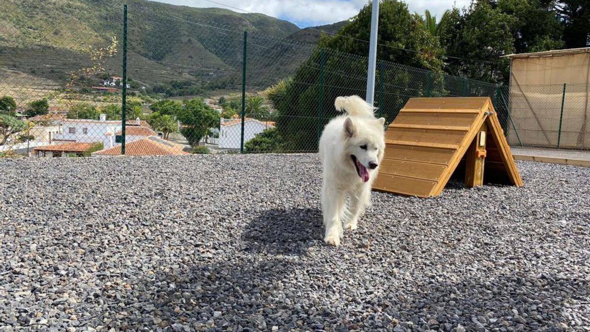 Un perro en el nuevo parque.