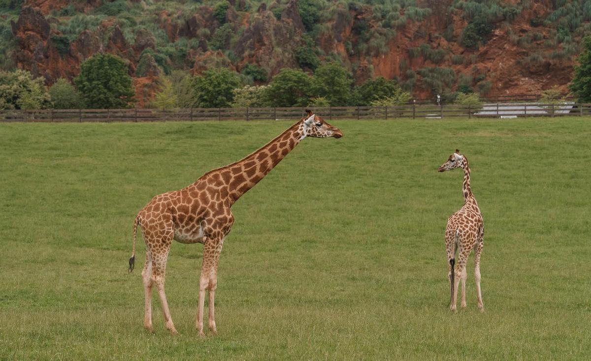 Dos jirafas en el parque de la Naturaleza de Cabárceno.