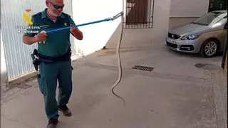 Capturan y liberan una culebra de gran tamaño a punto de entrar en una vivienda de Priego