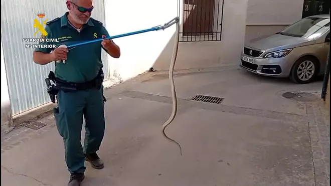 Capturan y liberan una culebra de gran tamaño a punto de entrar en una vivienda de Priego