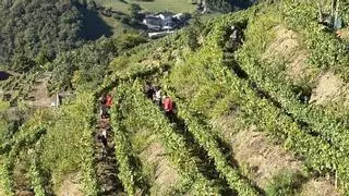 Menos uva, pero de “bona calidá”: la vendimia de la DOP Cangas cierra cola entrada de 181.820 kilos nes bodegues