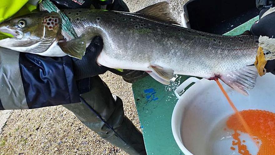 La reproducción en ciclo cerrado del salmón dará 350.000 alevines en Pravia
