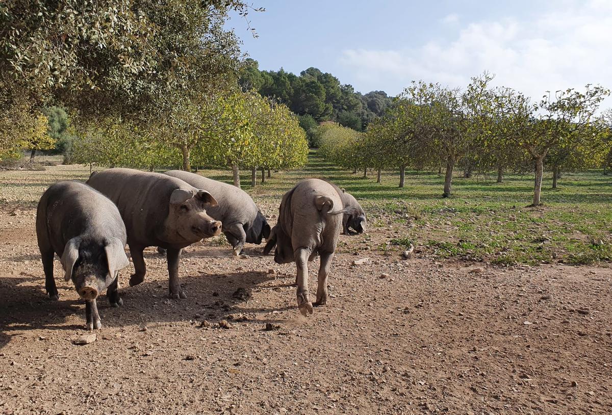 Explotación ganadera del típico 'porc negre' (cerdo negro) mallorquin.