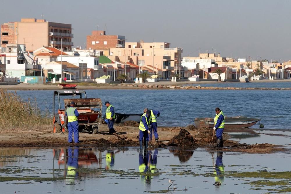 Así trabaja la brigada de limpieza en el Mar Menor