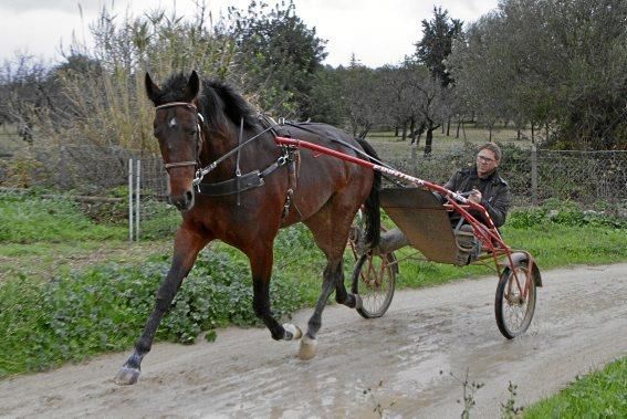 Pep Rotger trainiert Trabhengste in Selva. Der Sport ist beliebt, wird aber nicht so professionell wie in Frankreich betrieben. Charme hat er trotzdem.